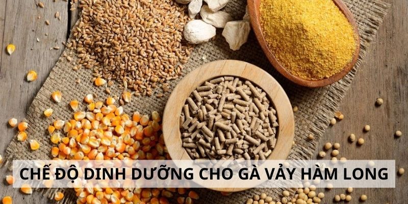 Chế độ dinh dưỡng dành cho gà hàm long